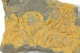 Orange Dalmanitid (Ormathops) Trilobite Impressions - Morocco #356824-1
